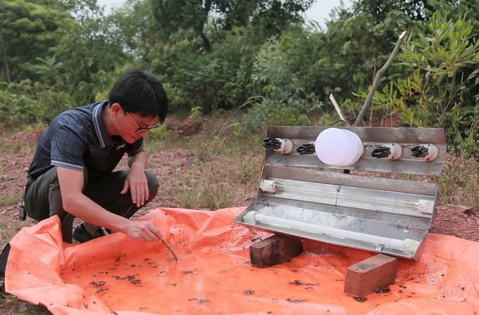 z5739179280797_3b11115055393482c1da03ee5c33893e-154626_408.jpg Kinh phí phục vụ phun trừ sâu róm có hạn buộc Ban Quản lý rừng phòng hộ Nghi Lộc phải chuyển hướng sang dùng bẫy đèn theo phương thức thủ công. Ảnh: Ngọc Linh.
