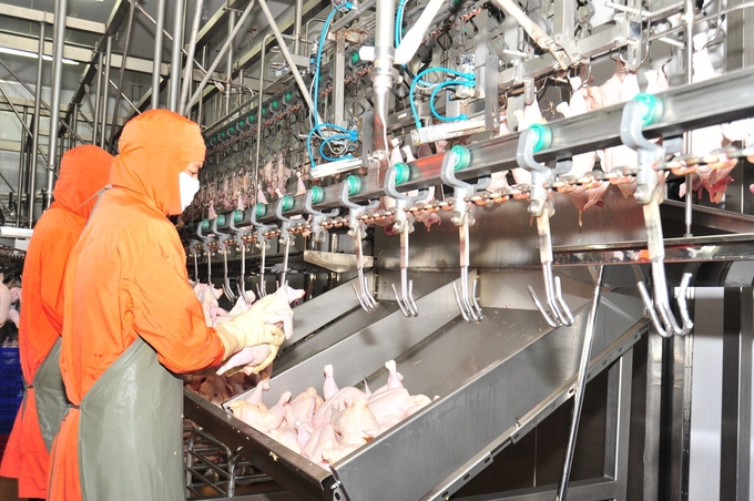 The livestock industry has continued solidifying its role and position in Vietnam's economic development. Photo: Hong Tham.