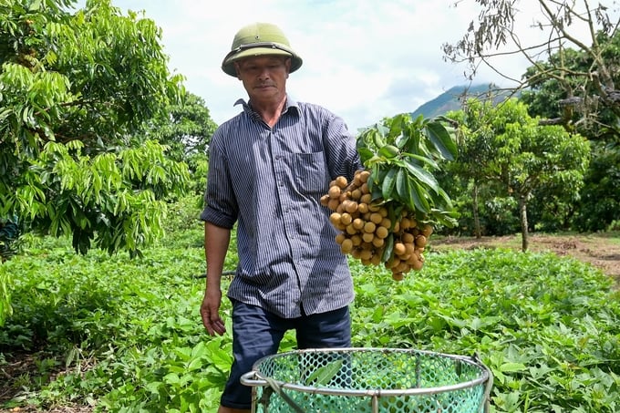 Longan billionaire Bui Van Quang. Photo: Tung Dinh.