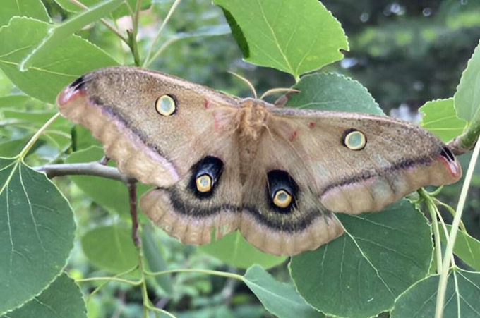 Fully grown native polyphemus moths have wingspans of more than six inches, distinctive eye spots, and larvae with a taste for leaves of many of the same trees as spongy moth caterpillars. Credit: Rick Lindroth