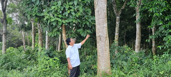 04-180604_155.jpg Khu rừng của ông Tấn có nhiều loại gỗ quý, được bảo vệ nghiêm ngặt. Ảnh: Hồng Thủy.
