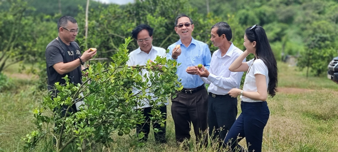 s2110313-181108_268.jpg Vườn quýt sạch trong trang trại ông Tấn. Ảnh: BL.