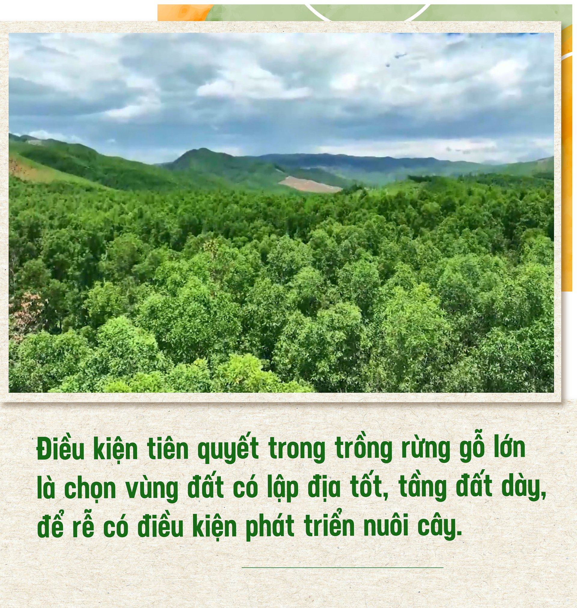 tran-tro-voi-rung-go-lon-035049_286.jpg