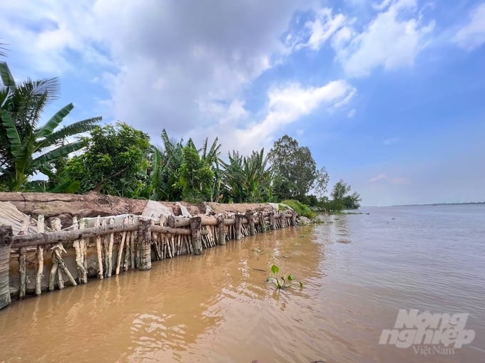 bao-dong-tinh-trang-sat-lo-de-bao-con-ke-sach-115825_40-115825.jpg Ngành thủy lợi tỉnh Sóc Trăng đã vận động người dân thực hiện giải pháp kè mềm để bảo vệ chân đê, đặc biệt là trong giai đoạn triều cường thường xuất hiện vào những tháng cuối năm. Ảnh: Kim Anh.