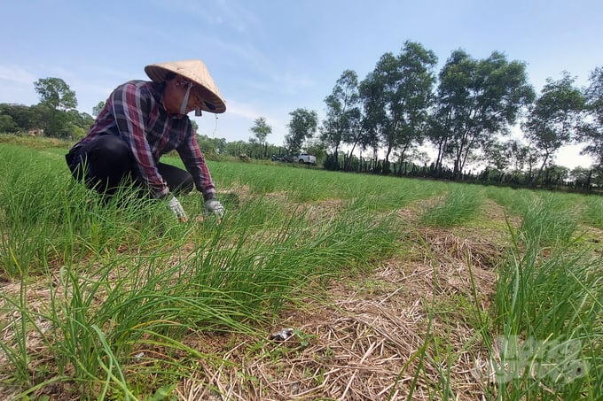 20221103_103301-222756_164-222757.jpg Ném là cây trồng truyền thống trên đất cát tại các xã ven biển tỉnh Quảng Trị. Ảnh: Võ Dũng.