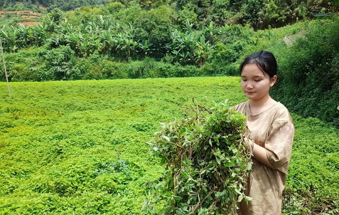 3100-1626946616414jpg-160334_679.jpg Cây thạch đen dễ trồng, mang lại hiệu quả kinh tế cao. Ảnh: Ngọc Tú.