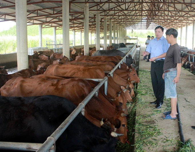 6785-174245_965.jpg Chăn nuôi đại gia súc cho thấy hiệu quả với huyện miền núi Than Uyên. Ảnh: HĐ.
