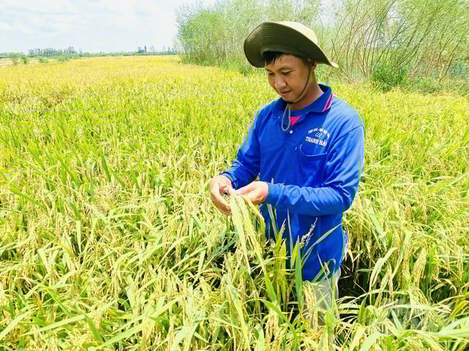 anh-1-151700_519-151700.jpg Vụ hè thu 2024, nông dân tại An Giang và Đồng Tháp thắng lớn khi lúa được mùa, giá cao. Ảnh: Lê Hoàng Vũ.