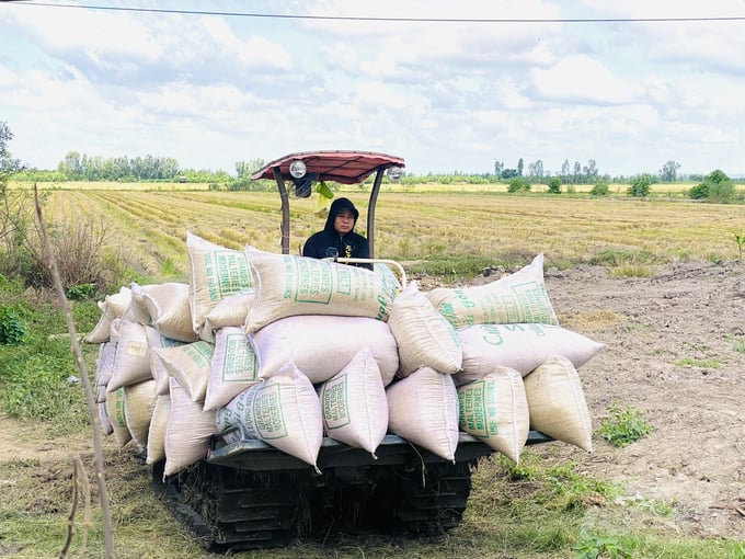 anh-3-151702_784-151703.jpg Vụ hè thu 2024, nông dân ĐBSCL rất phấn khởi vì lúa cho lợi nhuận cao, từ 26 - 32 triệu đồng/ha. Ảnh: Lê Hoàng Vũ.