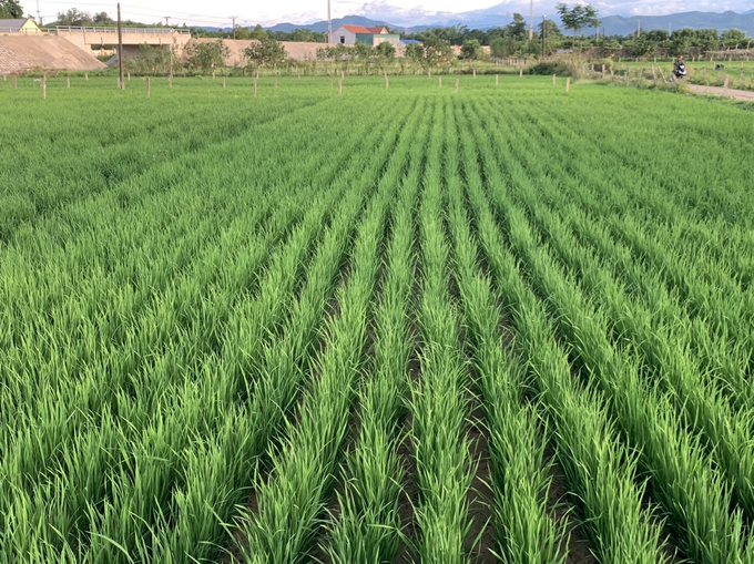 anh-3-165336_173.jpg Vụ hè thu năm nay dù nắng hạn kéo khốc liệt kéo dài nhưng lúa cạn sản xuất tại huyện Hương Khê vẫn sinh trưởng, phát triển tốt. Ảnh: Nguyễn Hoàn.