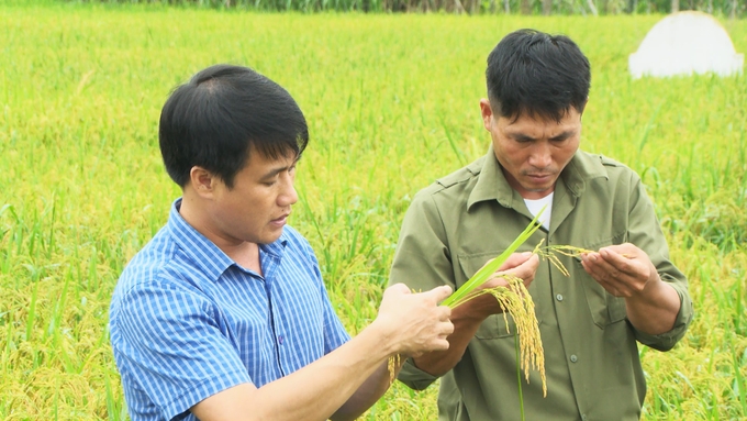 anh-4-165441_859.jpg Chính quyền địa phương kiểm tra, xác định thời điểm lúa chín để hướng dẫn bà con thu hoạch tránh thời tiết bất lợi xảy ra. Ảnh: Nguyễn Hoàn.