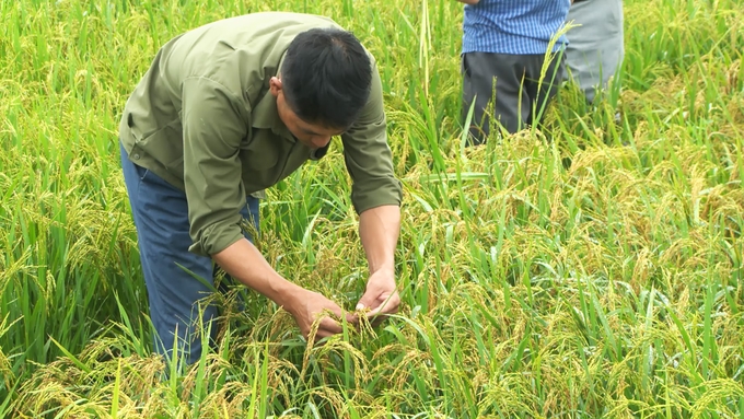 anh-ong-luyen-kiem-tra-lua-165532_670.jpg Lúa cạn không cần nước tưới vẫn cho năng suất không thua kém lúa nước. Ảnh: Nguyễn Hoàn.