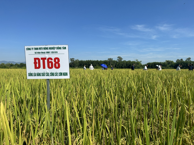 z5757917130191_74b28192b0746a670ab770ab34458d12-102852_661.jpg Đây là vụ thứ 3, Công ty TNHH MTV Nông nghiệp Đồng Tâm triển khai các mô hình trình diễn giống lúa ĐT68 ở tỉnh Quảng Nam. Ảnh: L.K.