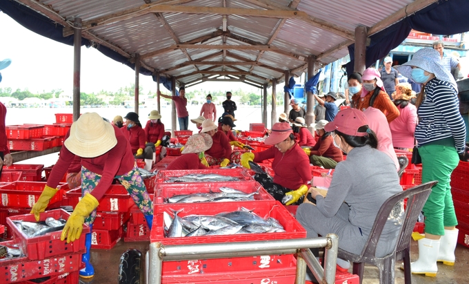 hai-san-235250_153.jpg Giá các loại hải sản đánh bắt từ nghề lưới vây hiện nay xuống thấp hơn so với mọi năm. Ảnh: L.K.