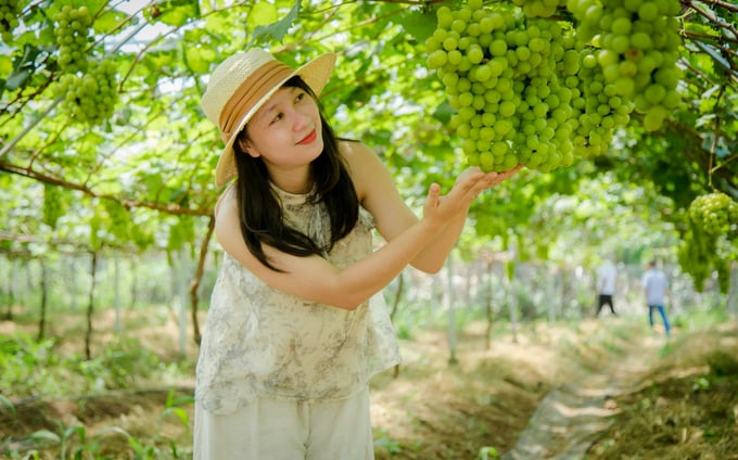 z5707312271471_d6b5664e38c193c43166789fca936b85-140848_752.jpg Du khách thích thú tham quan vườn nho mẫu đơn. Ảnh: Quang Yên.