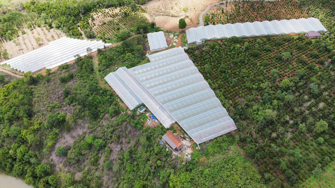 z5707313693529_bfc60d30a41afa7df715fa34c3729a04-140512_48.jpg Vườn nho được trồng trên khu vực đồi dốc, đất sỏi đá nhưng phát triển tốt. Ảnh: Quang Yên.