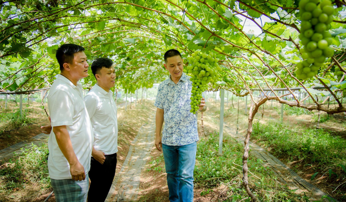 z5707313701701_0ef90bf5feeab09a8852afe06583bc40-140738_305.jpg Nhóm anh Hân cải tạo đất, trồng nho mẫu đơn mang lại hiểu quả kinh tế cao. Ảnh: Quang Yên.