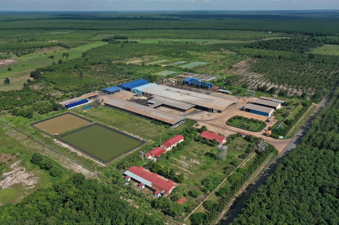 Quang cảnh nhà máy chế biến mủ của công ty Cao su Tân Biên Kampong Thom. Ảnh: Tùng Đinh.