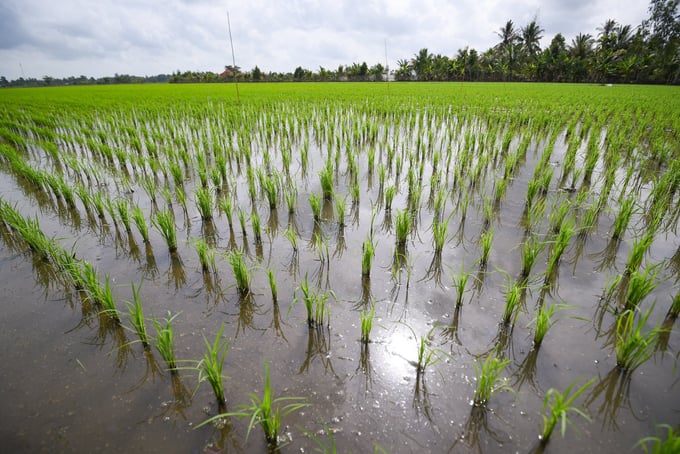 The World Bank advocates for a regional approach to Vietnam’s 1 million hectares of rice program. Photo: Tung Dinh.
