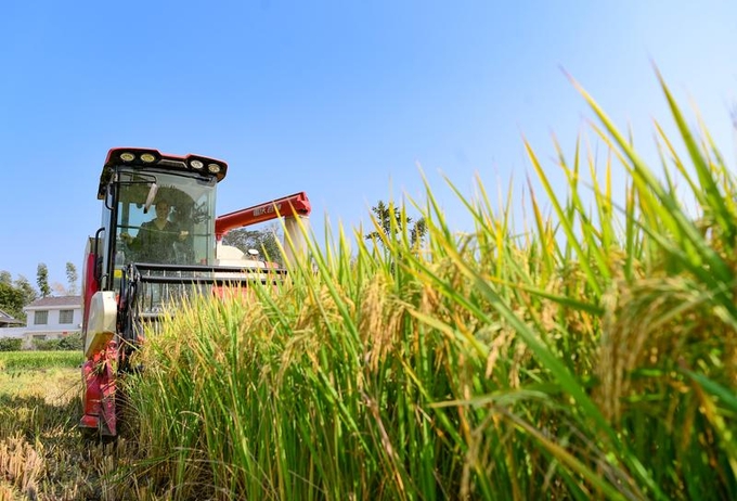 Rice farming in China is highly mechanized. Photo: China Daily.