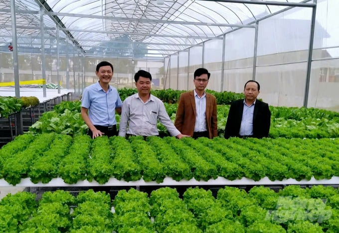 dua-165523_327-165523.jpg Rau ăn lá được trồng trong nhà màng, ứng dụng công nghệ tưới tự động. Ảnh: Quốc Toản.