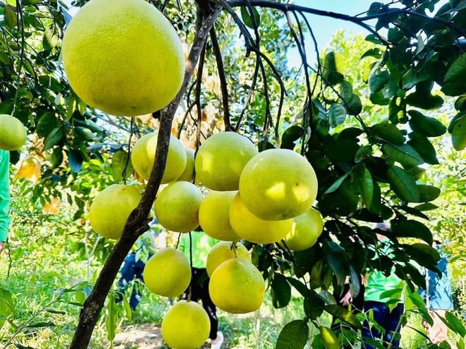 Tổng sản lượng bưởi Phúc Trạch năm 2024 ước đạt trên 23 nghìn tấn. Ảnh: Ánh Nguyệt.