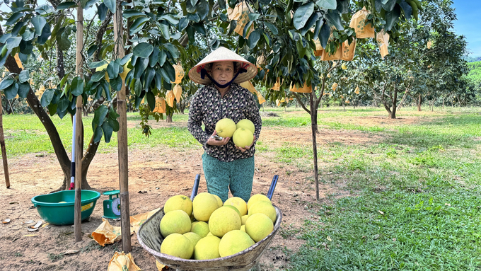 Hiện bưởi được thương lái thu mua tại vườn với giá cao, dao động từ 20.000 - 40.000 đồng/quả. Ảnh: Ánh Nguyệt.