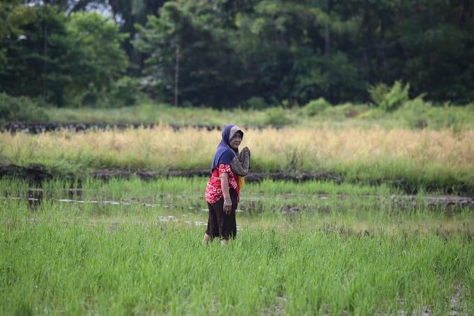 A farmer overlooking the paddy field in Luwu, South Sulawesi. Photo: UNDP. 