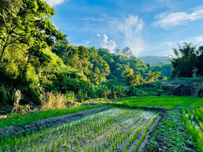 The project’s approaches with 4 components including policy support on landscape-scale management for sustainable rice production, enhance the management of forests, watersheds, and biodiversity in two target provinces, establish finance mechanisms for sustainable rice production, knowledge management and outreach for national and regional upscaling. Photo: ISLR. 