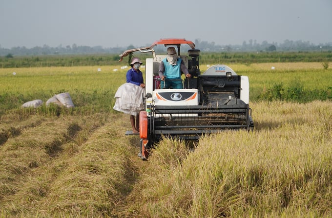 To successfully execute the 1 million ha rice project, Vietnam must mobilize the support of the private sector, government agencies, and producers who participate in. Photo: Kim Anh.