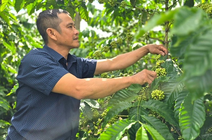 Gia đình ông Thông đã có 15 năm trồng cà phê theo hướng hữu cơ. Ảnh: Tuấn Anh.