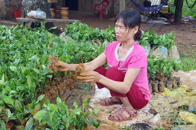 z5813660502994_fceb198f1490dabb02e5a5949d28958e-215109_178-215109.jpg Người phụ nữ tại xã Ba Tầng không cầm được nước mắt khi nhận cây giống cà phê Arabica catimor không đạt tiêu chuẩn từ Công ty Tân Thành. Ảnh: Võ Dũng.