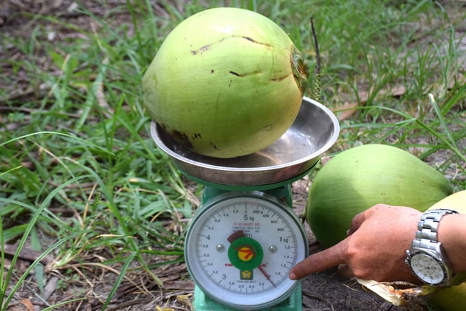 3-170052_423.jpg Dừa uống nước ở Bình Định có trọng lượng quả bình quân đạt 2kg/quả. Ảnh: V.Đ.T.