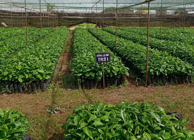 bai-4-de-xuat-giai-phap-kiem-soat-chat-luong-cay-giong-083656_132.jpg Vườn cây giống cà phê TRS1 của Viện Khoa học kỹ thuật Nông lâm nghiệp Tây Nguyên phục vụ trồng mới và tái canh của người dân Tây Nguyên. Ảnh: MP.