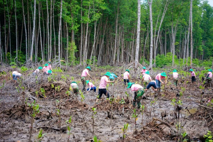 C.P. Vietnam plans to develop 10 ha of mangrove in Dong Nai in 2024. Photo: Minh Sang.