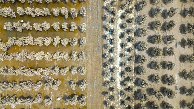 dji_0672-231234_529.jpg Những vườn quất của người dân phường Tứ Liên bị vùi dập trong bùn đất. Ảnh: Hùng Khang.