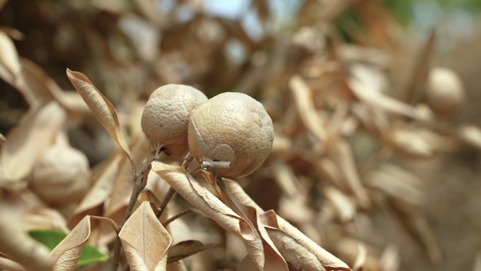 dsc07224-231328_621.jpg Quả quất bị chết héo. Ảnh: Hùng Khang.