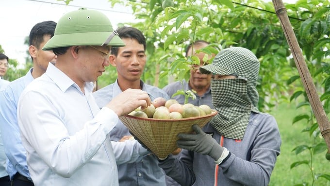 The passion fruit growing model of Truong Giang Cooperative has initially shown positive results. Photo: Nguyen Thanh.