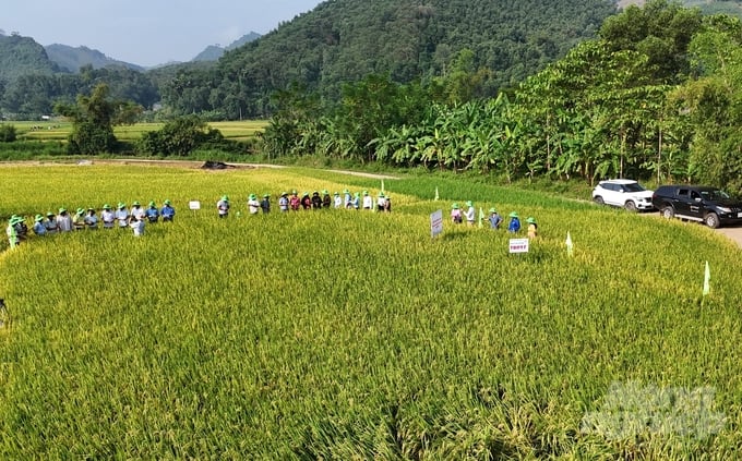 dji_20240920080545_0697_d-151638_989-151639.jpg Mô hình trình diễn giống lúa thuần TBR97 triển khai trên địa bàn xã Minh Hương, huyện Hàm Yên với diện tích 1ha. Ảnh: Đào Thanh.