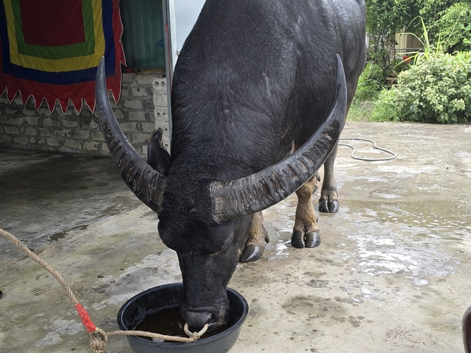 trau-114856_457.jpg Với chế độ ăn uống đặc biệt, vào tháng cuối diễn ra lễ hội trâu có thể tăng được khoảng 100kg. Ảnh: Đinh Mười.