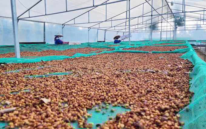 z5849831506760_00cd657ba9756e59237476f750da5198-081328_768.jpg Đắk Lắk kêu gọi 8 dự án đầu tư vào lĩnh vực nông nghiệp. Ảnh: Quang Yên.