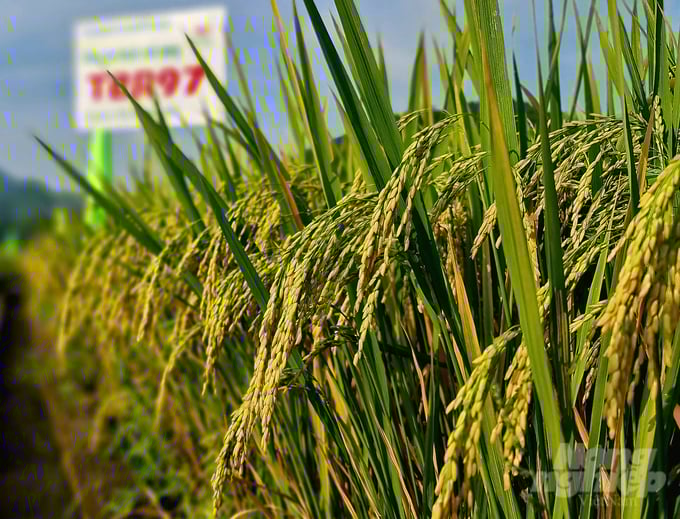 z5853020174106_3cf08d7e187d613b1c10d8bcaeadf107-151730_48-151731.jpg Giống lúa thuần TBR97 có thời gian sinh trưởng trong vụ mùa khá ngắn từ 95 đến 100 ngày. Ảnh: Đào Thanh.