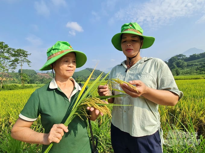 z5853020189123_45a55d776a2450558d94b0ae2f57e39f-151849_891-151850.jpg Với những ưu điểm như dễ chăm sóc, năng suất cao, khả năng chống chịu gió bão tốt, giống lúa thuần TBR97 được nhiều người nông dân ở huyện Hàm Yên mong muốn nhân rộng trong các vụ tiếp theo. Ảnh: Đào Thanh.