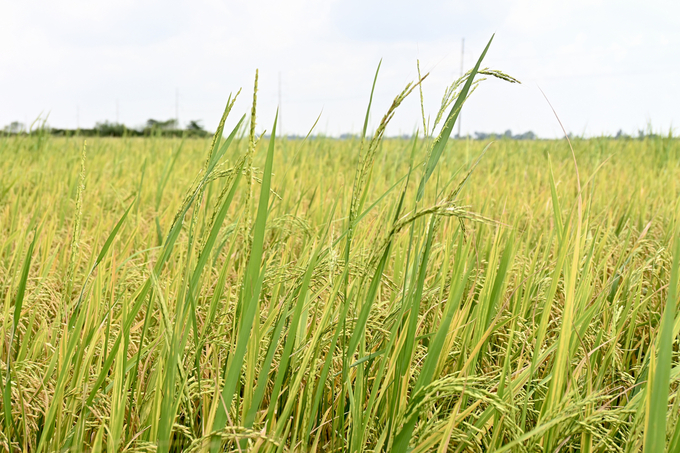 Lúa cỏ (Oryza spp.) là vấn đề nghiêm trọng và đe dọa toàn cầu đối với sản xuất lúa gạo trong hệ thống gieo hạt trực tiếp (DSR) vì nó gần giống với lúa trồng và khó sử dụng thuốc cỏ để quản lý kiểm soát.
