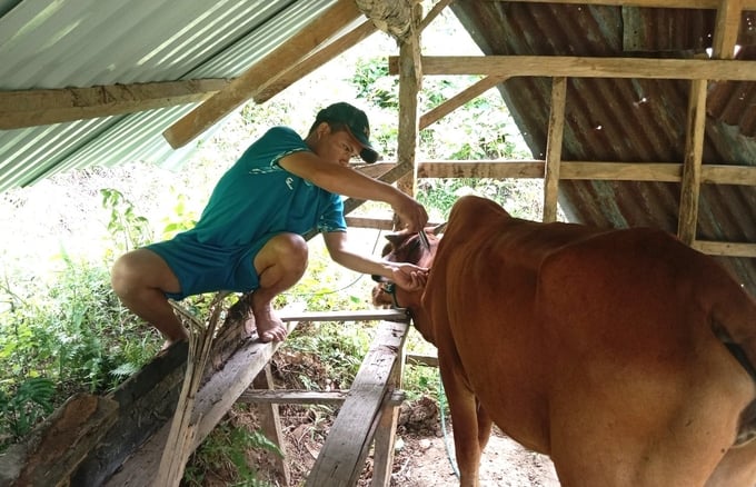 z5771503055834_f7044a9f43b7f9c1e1f9126144413812-153301_663.jpg Cán bộ thú y cơ sở luôn đối diện với nguy hiểm khi đi tiêm phòng trên đàn vật nuôi. Ảnh: Tuấn Anh.