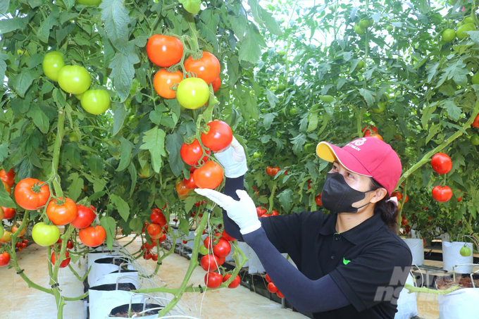 z5854625791409_86ef3bf23cf5b799c0bcc0ab8ed01d8b-162046_265-162047.jpg Những sản phẩm mới, công nghệ mới được Rijk Zwaan tạo ra trong thời gian qua đều mang đến hiệu quả cao cho nông dân. Ảnh: PC.