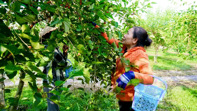 Du khách thích thú trải nghiệm, thưởng thức dâu tằm ngay tại vườn. Ảnh: Lê Bình.