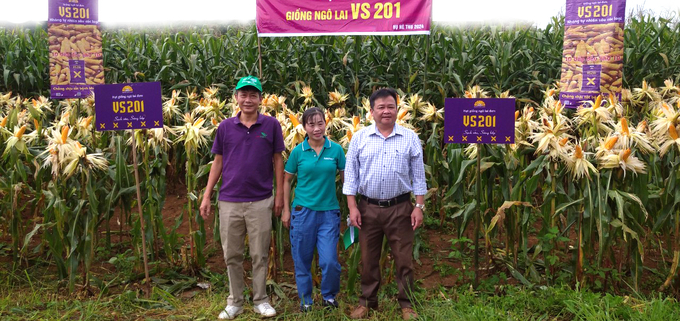 nl-182757_932.jpg Đối mặt với thời tiết bất thuận trong vụ hè thu nhưng giống ngô lai VS201 vẫn đứng vững, cho năng suất cao, sạch sâu bệnh.