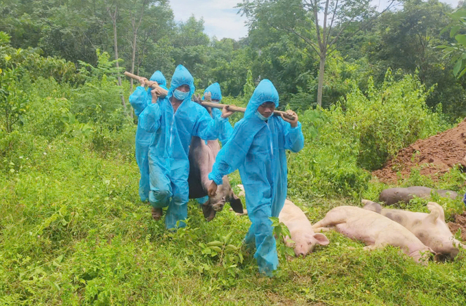 Veterinary forces and authorities discard pigs infected with African swine fever in Ke village, Lam Hoa commune. Photo: T. Phung.