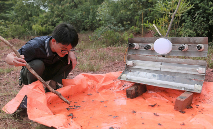 z5872326807229_3f498f04d317540413d107993b4761ec-131652_791.jpg Bẫy đèn vẫn là phương án khả dĩ nhất lúc này. Ảnh: Ngọc Linh.